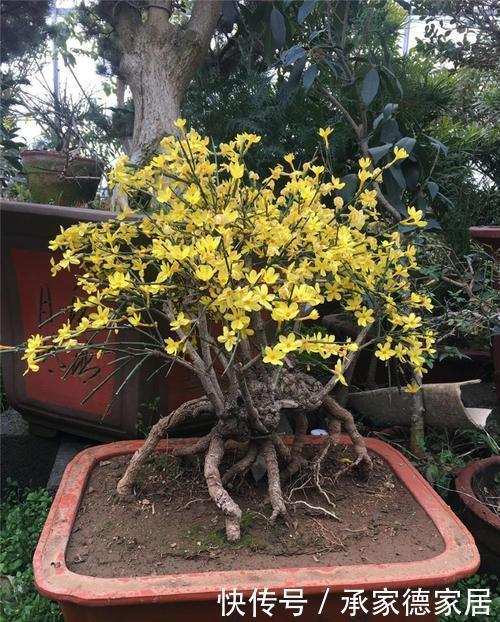 喜庆|4种耐寒花,好养又漂亮,香艳又喜庆,冷空气来临就开花!