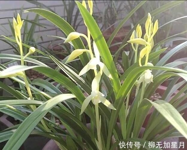 斑点|春天买兰花,学会“看3处”,服盆快、新芽多,当年就开花