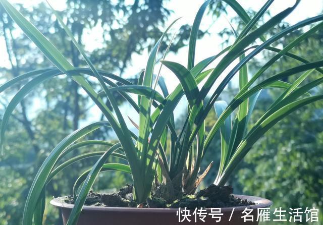 养兰花时多菌灵如何使用？很多网友不知道，用错了不仅无效还有害