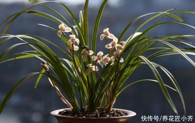 春天来了，兰花做好“五件事”，长新根，冒新芽