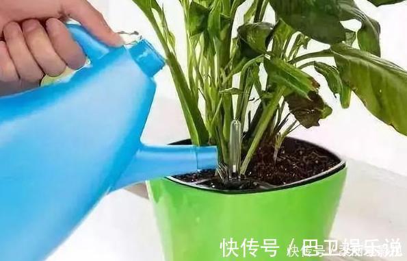 食醋|家养花草得会浇水:盆栽植物远离4种''索命水'',越长越旺盛