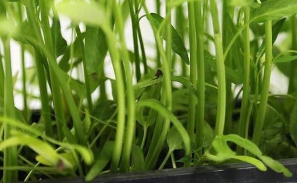 阳台种上两个菜,割完一茬又一茬半个月不用出门,竟好吃又养颜