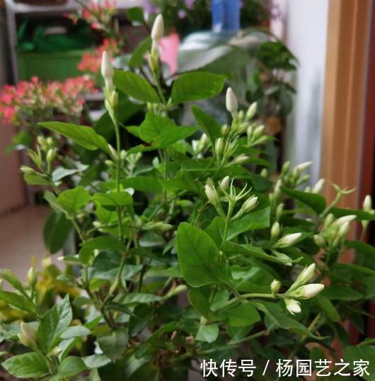 家中养茉莉花,注意“5件事”,一年到头花不断,香味十足