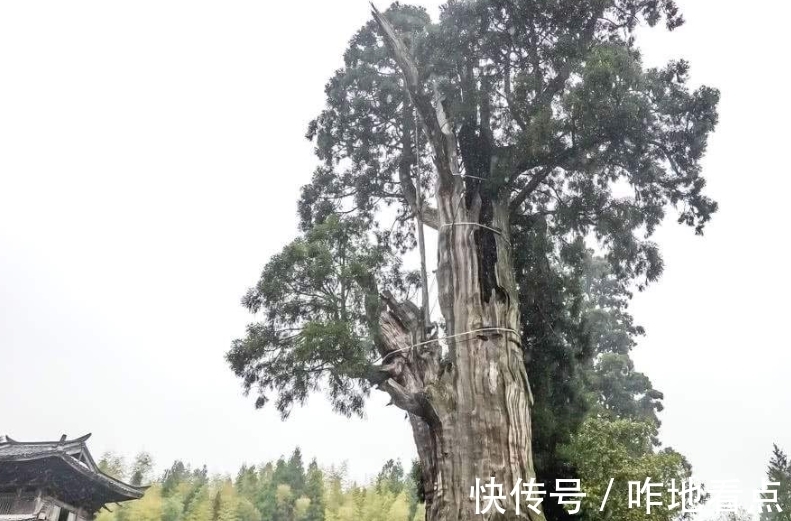 浙江景宁的这棵千年古树,靠营养液维持生命,今却争议不断