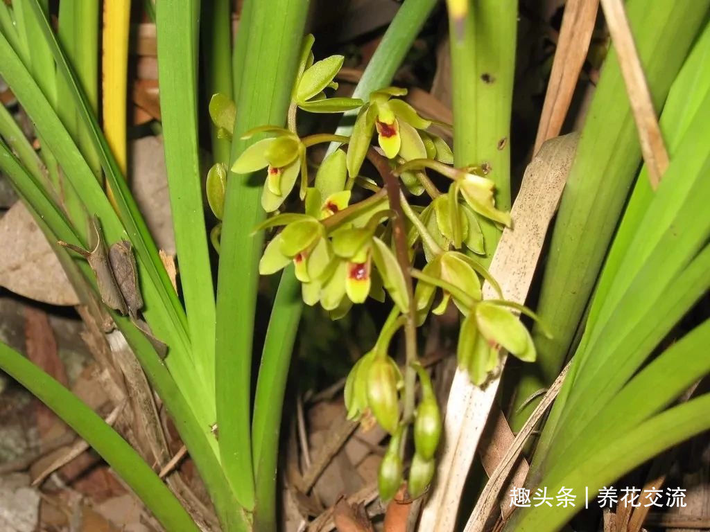 兰花|兰花五大家，春兰、蕙兰、建兰、墨兰和寒兰咋养，养护指南看这里