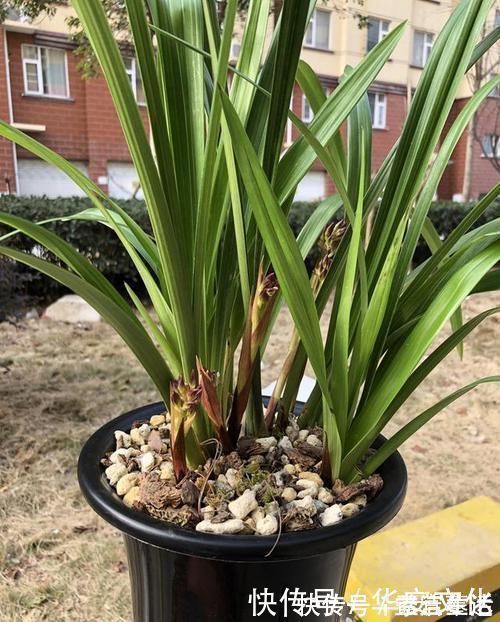 吊盆|兰花通风那么重要,为什么很少人用吊盆养呢