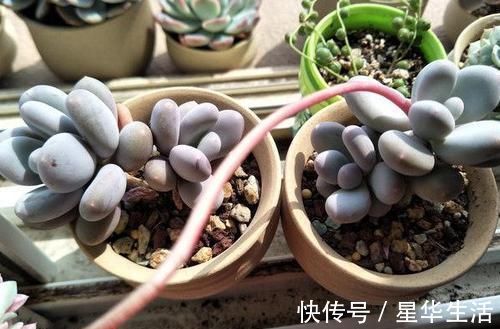 透气性|农村姑娘在院子里种多肉,选择多肉花盆经验分享:要好看也要实用