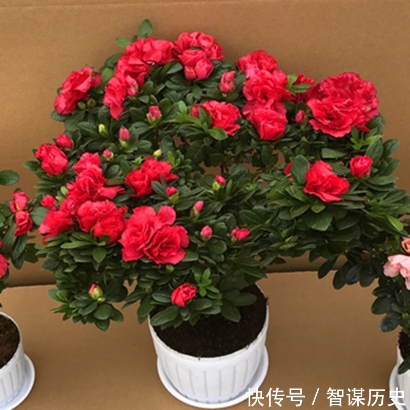 建议大家不管院子多大,种上5种花卉,香飘满园,全村最有面