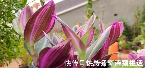 油画婚礼|吊兰中的贵族“油画婚礼”,一叶多色,好养易活,自带浪漫气息