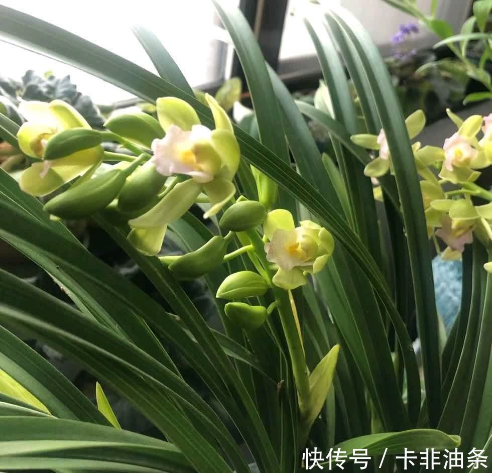 4种“耐阴花”,放客厅阳台都可以养,枝叶繁茂花色艳丽