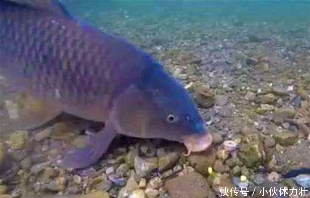 鲤鱼咬钩的经典漂相,出现这些漂相时,心跳加速,一定是大鲤鱼!