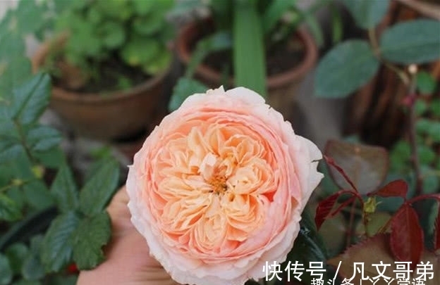 赛牡丹|绿萝早该扔了，此花一开300天，浇水就能活！