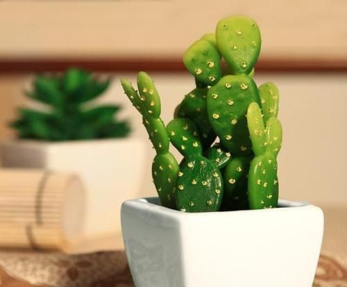 什么是多肉怎么养多肉比较好教你养这么养多肉