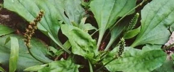 农村人都喜欢吃的一种食物，可以祛湿利尿，化痰止咳，消炎去肿