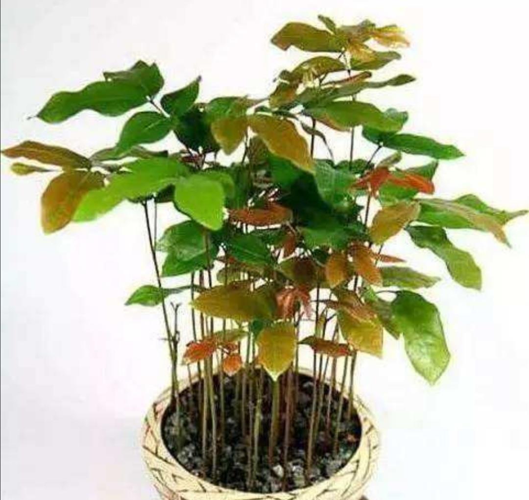 吃完2种水果,种子别扔,种到花盆里,长出美丽小盆栽