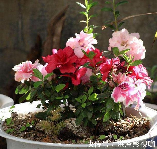 肉质性|养君子兰、长寿花、蟹爪兰,不开花怎么办别怕,学它就对了