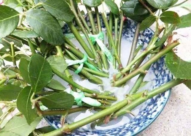 水培植物|4种药片过期了不要扔,养花用一片,杀菌消毒、防黄化、促生根