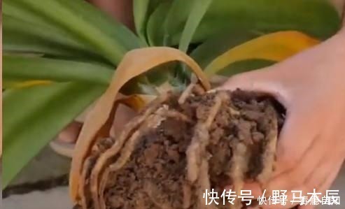 叶片|君子兰养了好几年,就是不开花,用了这个小技巧,一下开了几十朵!