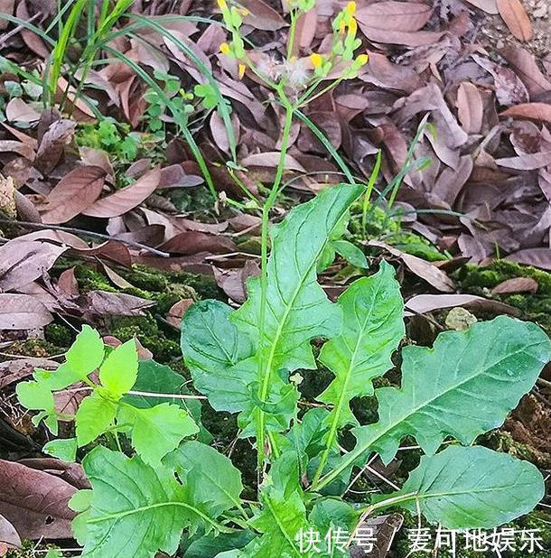 荠菜|人称“黄瓜菜”，曾是救荒菜，如今20元一斤，路边常见少人识