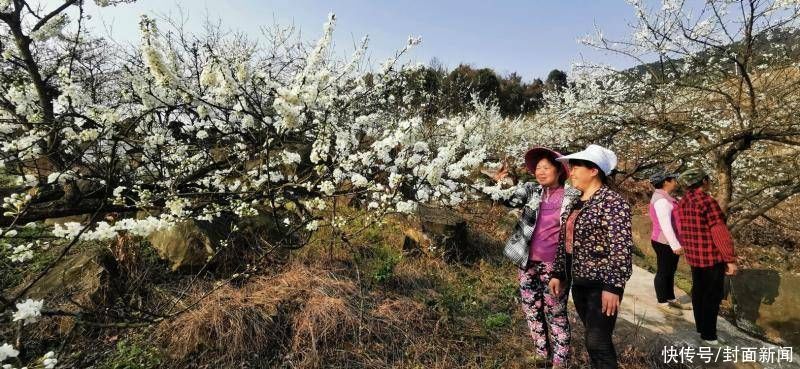 3000亩李花盛开犹如飘雪 重庆铜梁邀你来一场与春天的邂逅