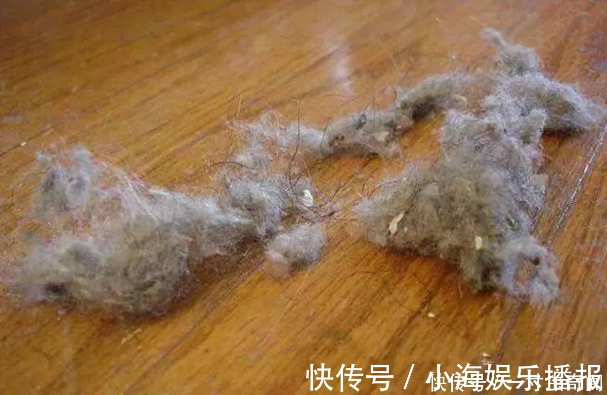 毛发|刚打扫完室内卫生,就又出现了尘絮,这些灰尘是怎么凭空出现的?