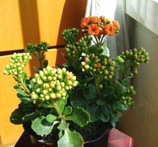 长寿花不开花1个经典催花法，满头挤花苞，开到明年5月底