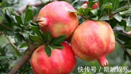 水果|糖尿病人，常吃以下6种水果，对身体非常好！