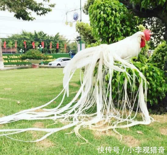 没卖|史上最与众不同的鸡,每天的食物比人都贵,曾开价三万美元都没卖