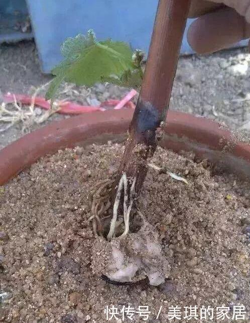 此两种水果种阳台,一根枝条就能种,果子多的压弯枝,想吃就摘