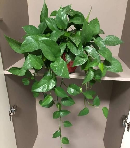 特好看特好养,又浇不死的花,你知道几种?