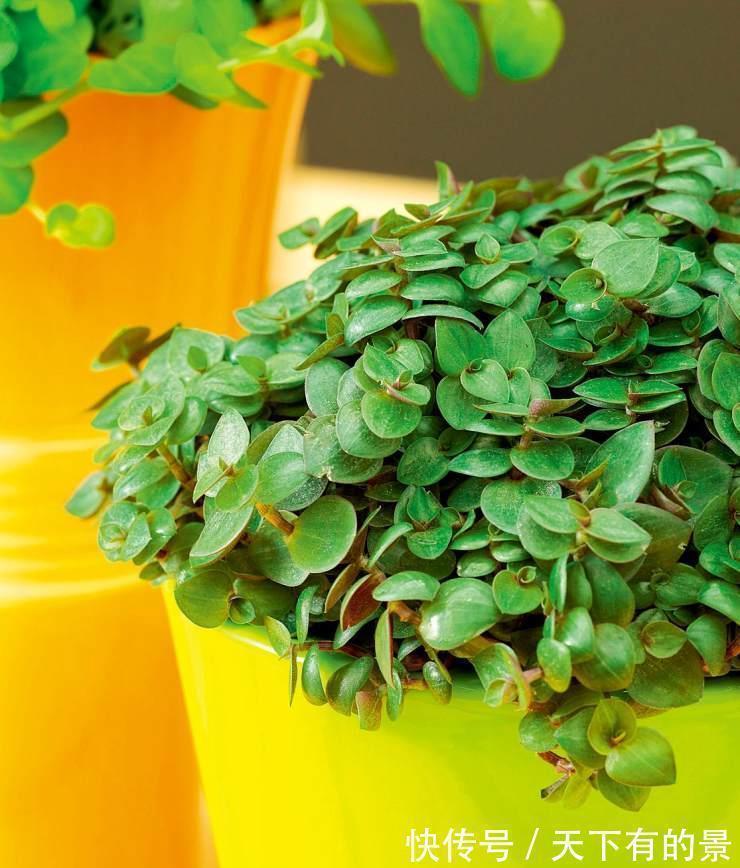 养花试试这几款，花朵上覆盖着厚厚的金色花瓣，又圆又满