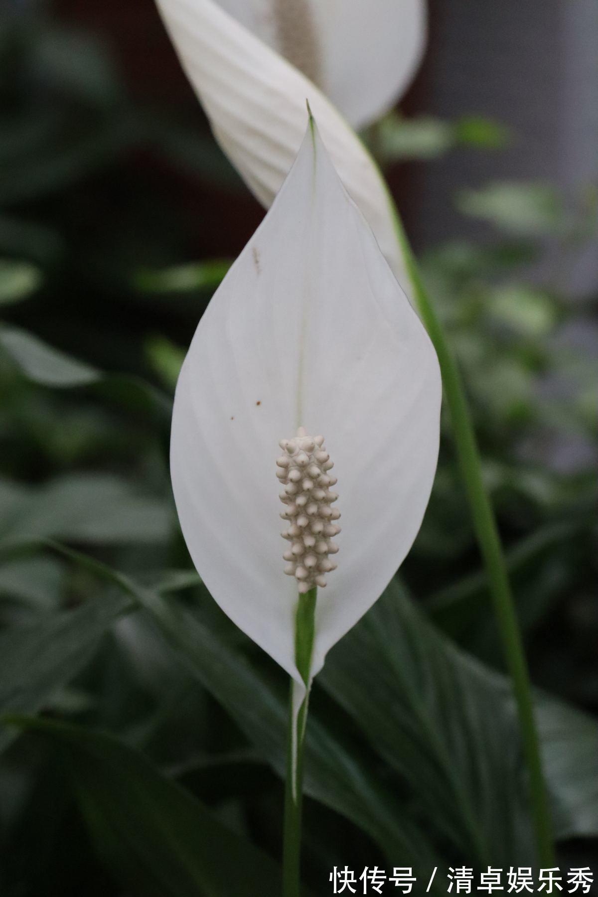 寓意|选耐阴花看看这5样，养家里寓意好，阴暗处也照样开花