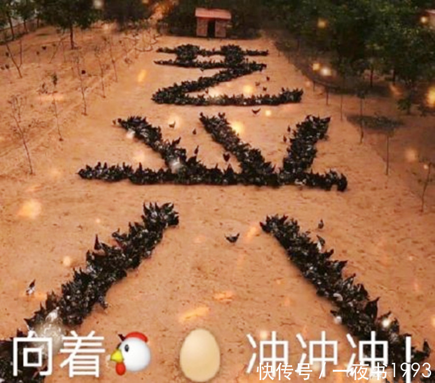 杨紫 《向往的生活5》张艺兴怕鸡?杨紫鼓励,粉丝们准备的应援太暖心