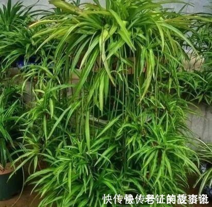 养花就浇“1种水”，盆土不板结，叶绿花还多，比施肥强得多！