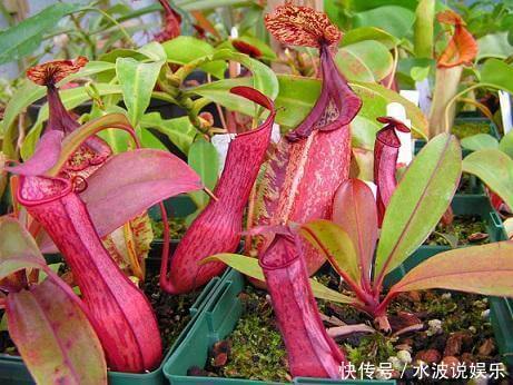 猪笼草|这花不吃花肥只爱虫子,夏天养家里,蚊虫都害怕驱蚊效果好