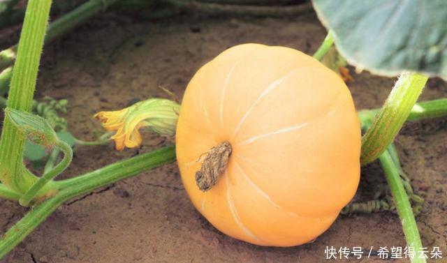 好吃|天冷了,我家迷上这面食,一次做一锅,香甜软糯,好吃又顶饱