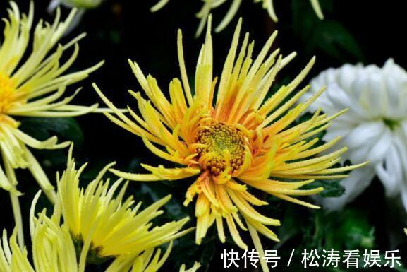 喜欢菊花不妨养“它”花姿金凤起舞,金光闪闪,还能“长刺”