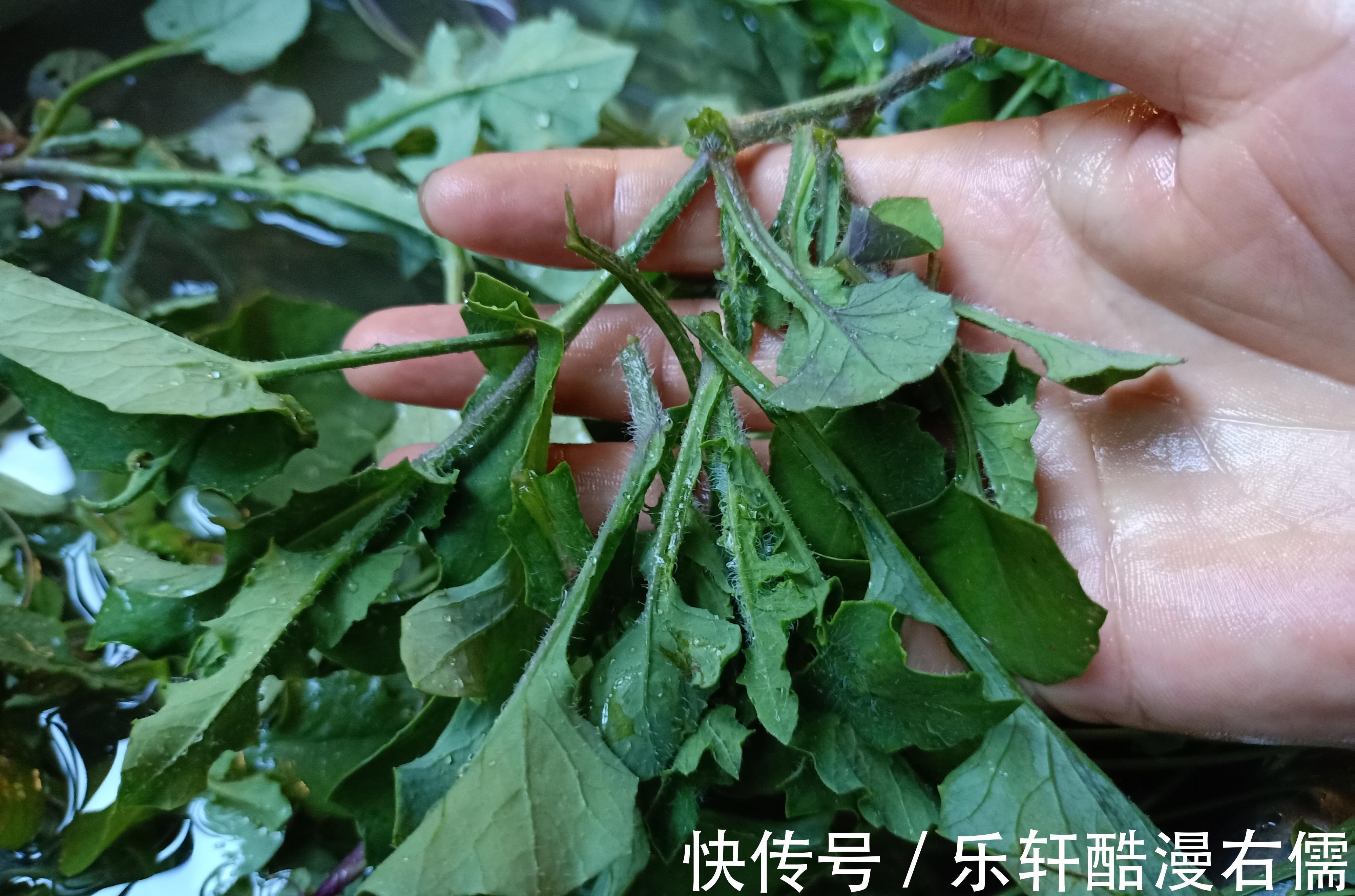 甘木棉|一年四季都可以吃的野菜,常见于菜地或路旁,现在已有人专门种植