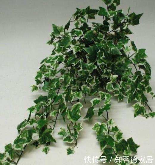花友|5种可以净化空气的花，一次养十盆都不嫌多，清新好看有益健康