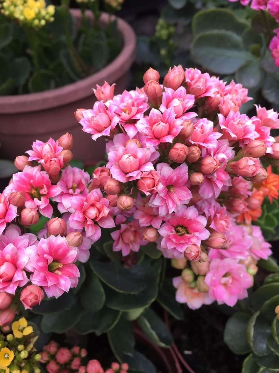 到了秋天,1盆水浇花,绿萝、发财树“嗖嗖冒芽”,迅速爆盆