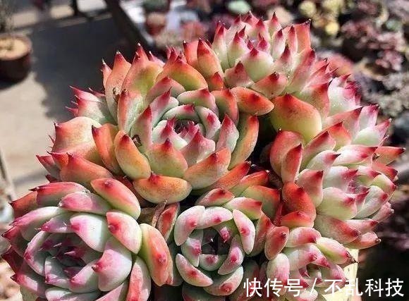 多肉|冬天养多肉,3个“不小心”,个个“徒成狗”?砍头才是硬道理