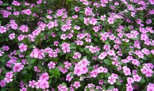 不停|养花还用操心这5种花你肯定没养,一年四季开不停