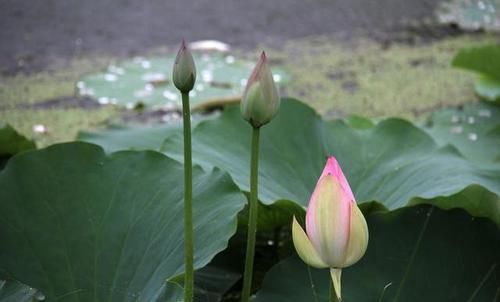 品一盏清茗淡淡 思一段尘烟袅袅 守住心中温暖 淡化红尘阴霾 快资讯