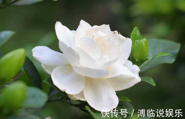 茂密|这几种花入秋就别动了,剪错地方花芽全掉了,明年开花都成问题