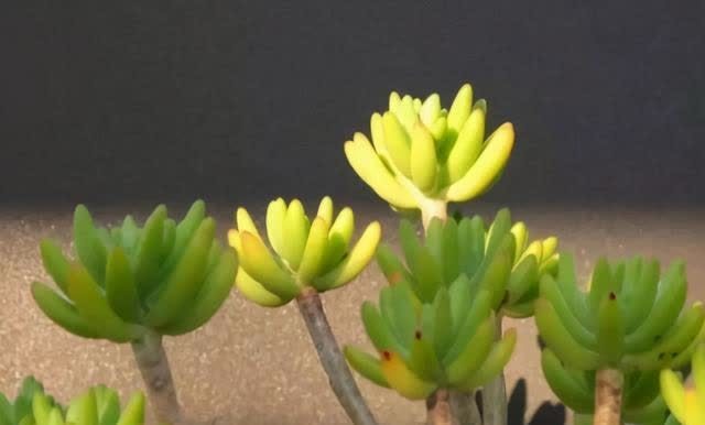 春季养多肉,撸叶片有3个“好处”,建议新手别闲着