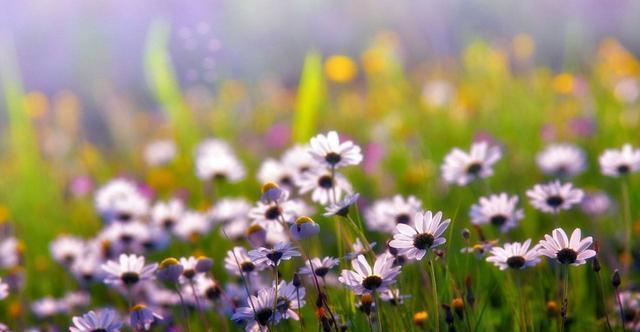 通风|想要养好花,只要知道这7件事