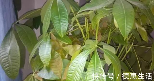 浇水|这16种花冬天越浇越死，3个月不管，反而长高个