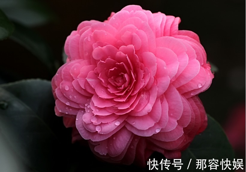 秋季茶花这样养,只需2步,服盆超快,生长旺盛,轻松开爆盆