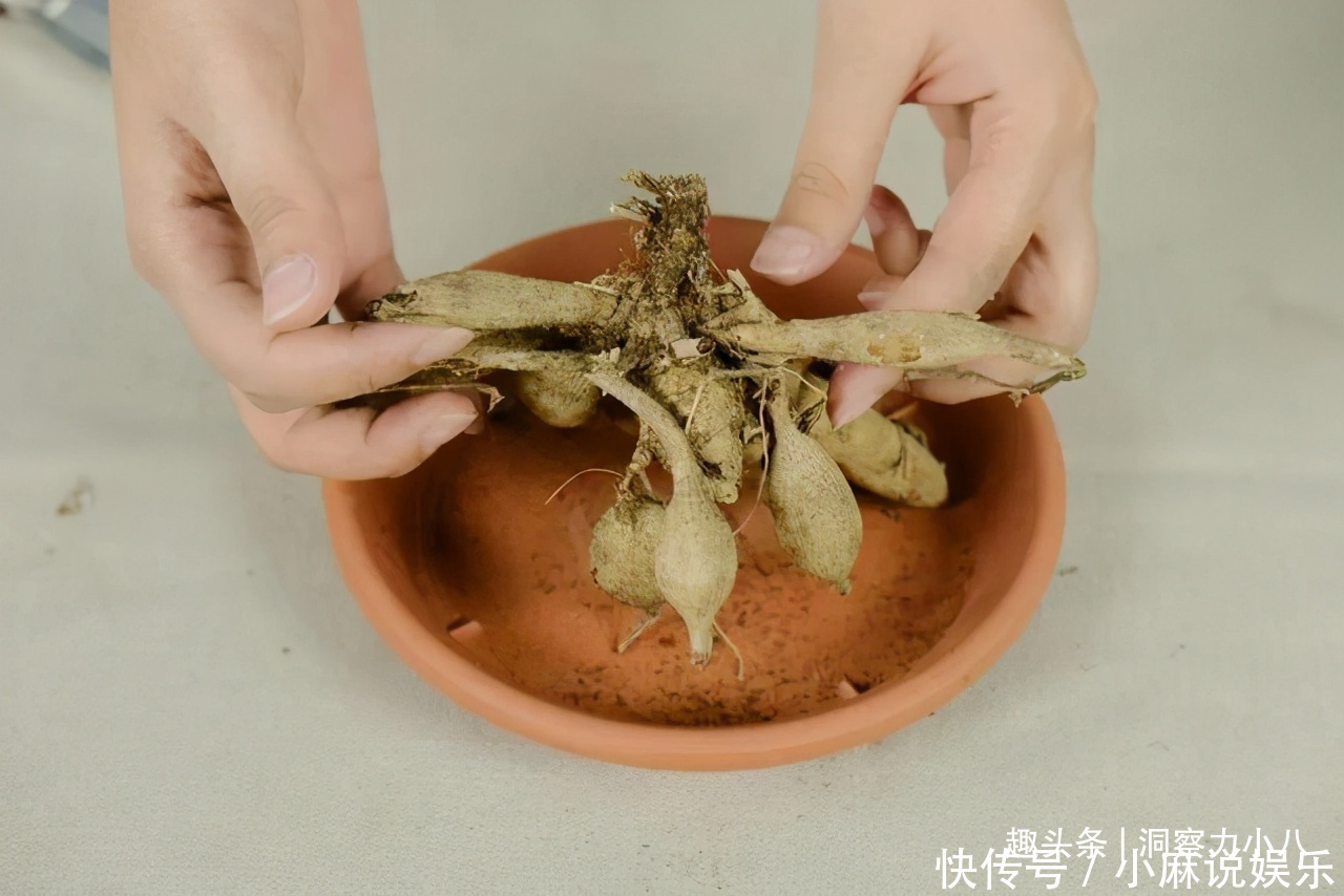 被名字耽误的“网红花”，“花大如碗口”颜色艳，一花能熏一室香