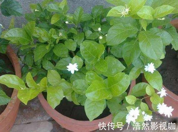 盆栽|春夏交替，养啥花省心简单家庭盆栽5款植物，装饰效果佳